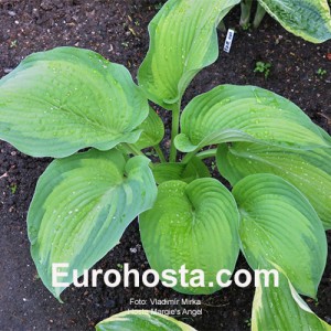 Hosta Margie's Angel