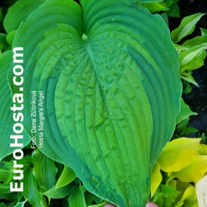 Hosta Margie's Angel