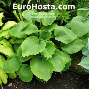 Hosta Marilyn Monroe - Eurohosta