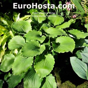 Hosta Marilyn Monroe - Eurohosta