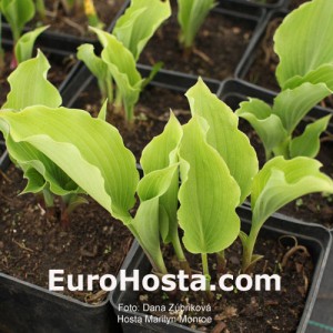 Hosta Marilyn Monroe - Eurohosta