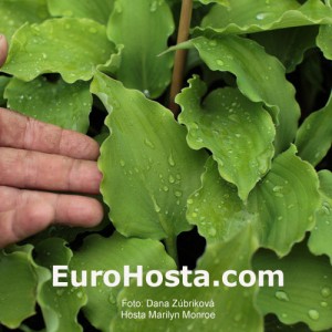 Hosta Marilyn Monroe - Eurohosta