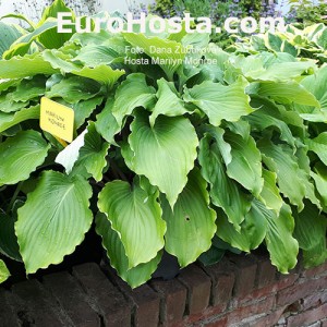 Hosta Marilyn Monroe