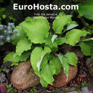 Hosta Marilyn Monroe - Eurohosta