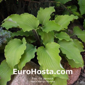 Hosta Marilyn Monroe - Eurohosta