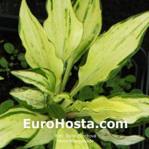 Hosta Masquerade - Eurohosta