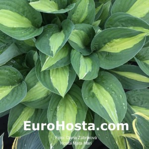 Hosta Mata Hari - Eurohosta