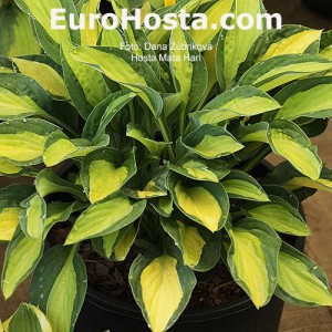 Hosta Mata Hari - Eurohosta