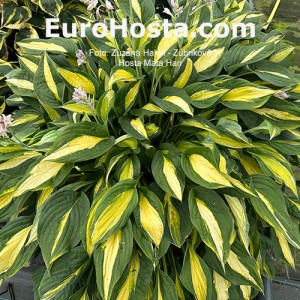 Hosta Mata Hari - Eurohosta