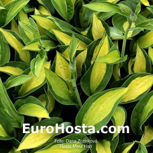 Hosta Mata Hari - Eurohosta