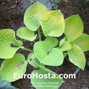 Hosta Maui Buttercups