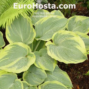 Hosta Megan's Angel 