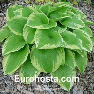 Hosta Memories of Dorothy