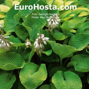 Hosta Midas Touch