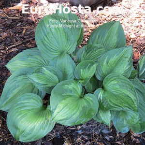 Hosta Midnight at the Oasis