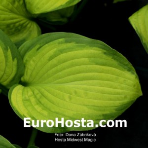 Hosta Midwest Magic - Eurohosta