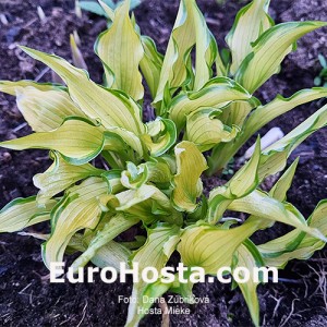 Hosta Mieke