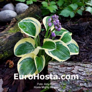 Hosta Mighty Mouse