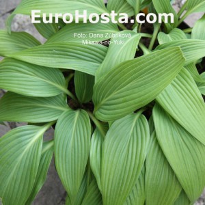 Hosta Mikawa-no-Yuki