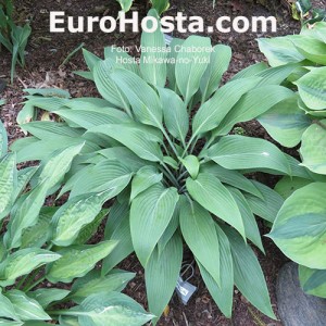 Hosta Mikawa-no-Yuki