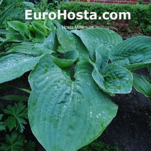 Hosta Millenium - Eurohosta