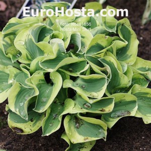Hosta Mini Skirt