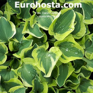 Hosta Mini Skirt