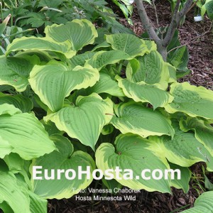 Hosta Minnesota Wild