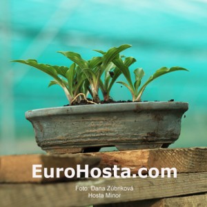 Hosta Minor - Eurohosta