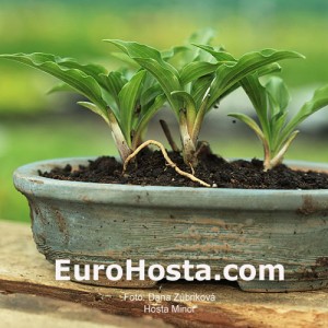 Hosta Minor - Eurohosta