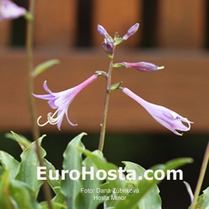 Hosta Minor - Eurohosta