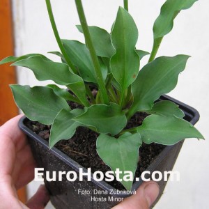 Hosta Minor - Eurohosta