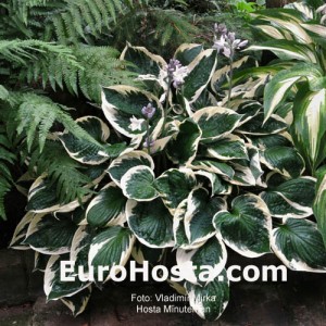 Hosta Fringe Benefit - Eurohosta