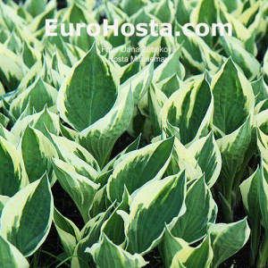 Hosta Minutemann - Eurohosta