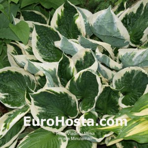 Hosta Minutemann - Eurohosta