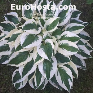 Hosta Minutemann