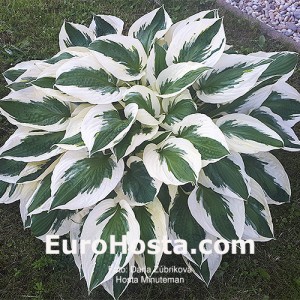 Hosta Minutemann