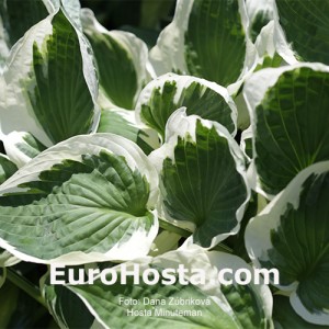 Hosta Minutemann