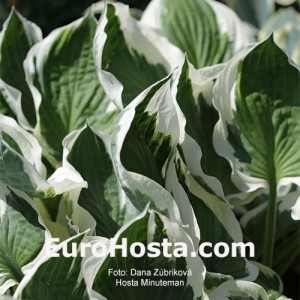 Hosta Minutemann