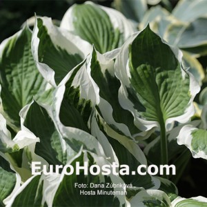 Hosta Minutemann