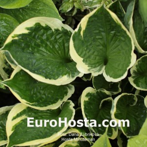 Hosta Minutemann - Eurohosta