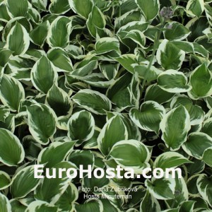 Hosta Minutemann - Eurohosta