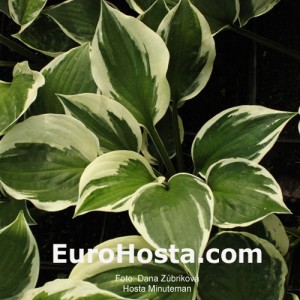 Hosta Minutemann - Eurohosta