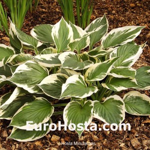 Hosta Minutemann - Eurohosta