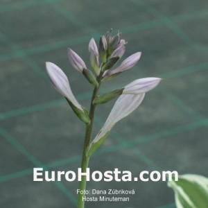 Hosta Minutemann - Eurohosta