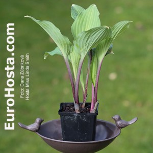 Hosta Miss Linda Smith