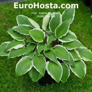 Hosta Miss Lya