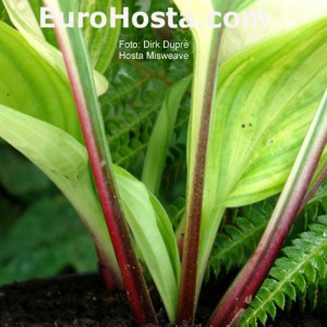 Hosta Misweave