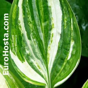 Hosta Misweave