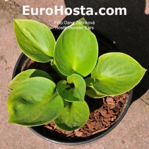 Hosta Monster Ears